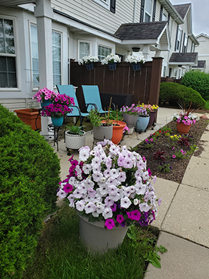 Various purple petunias in a container on a patio