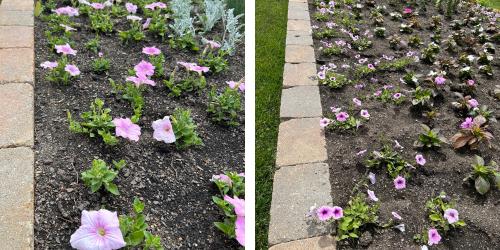 A collage of pink petunias in a garden bed