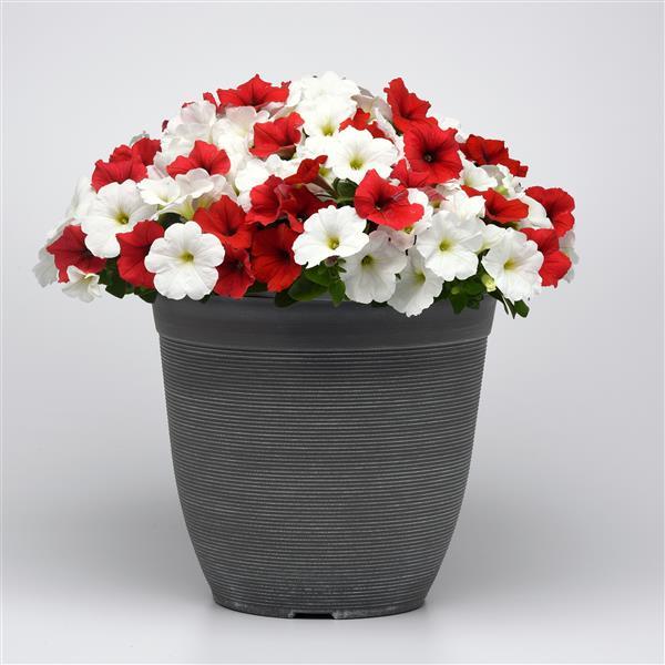 New Wave® Peppermint Mixture Container 1