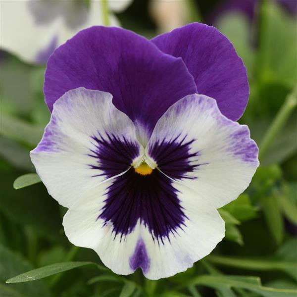 Top Wave Purple White