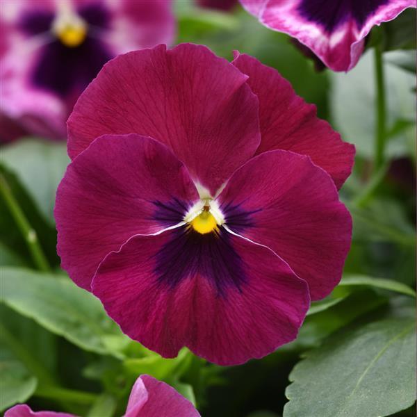 Top Wave Rose Blotch