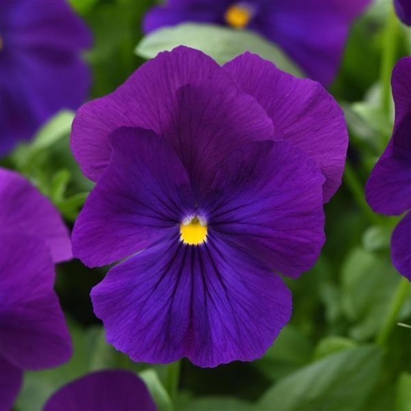 Top Wave Violet