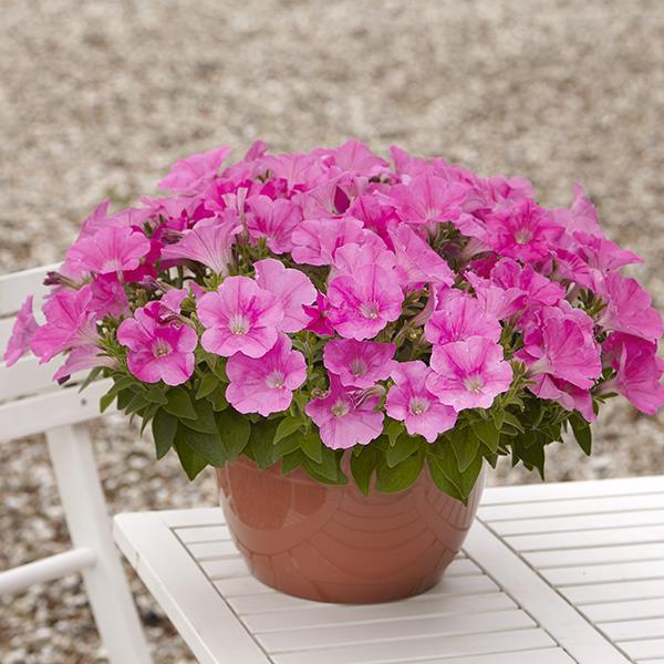 New Wave® Pink Container 2