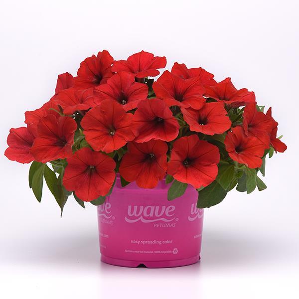 New Wave® Red Pot