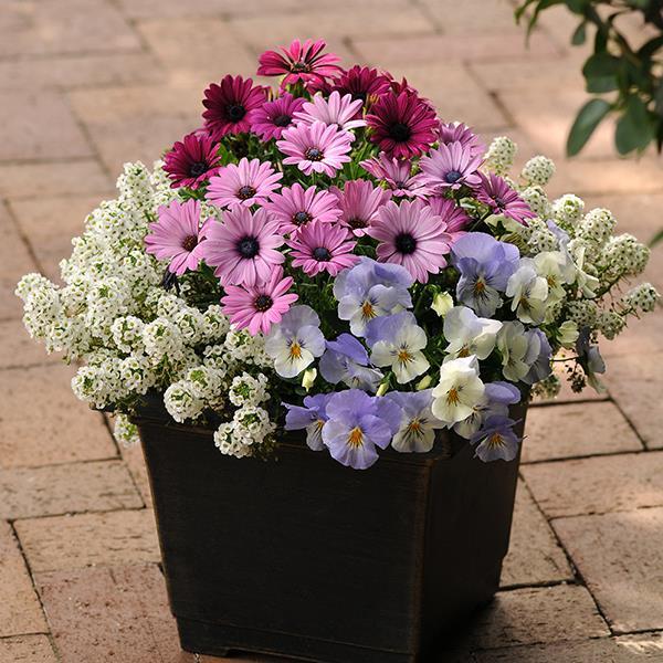 Cool Wave® Frost Project