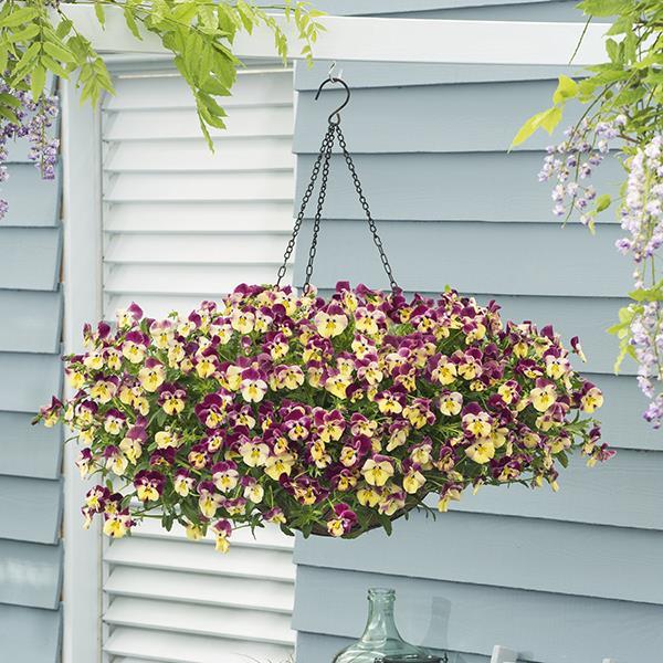 Cool Wave® Strawberry Swirl Project