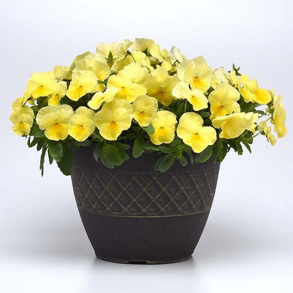 Cool Wave® Lemon Container 2