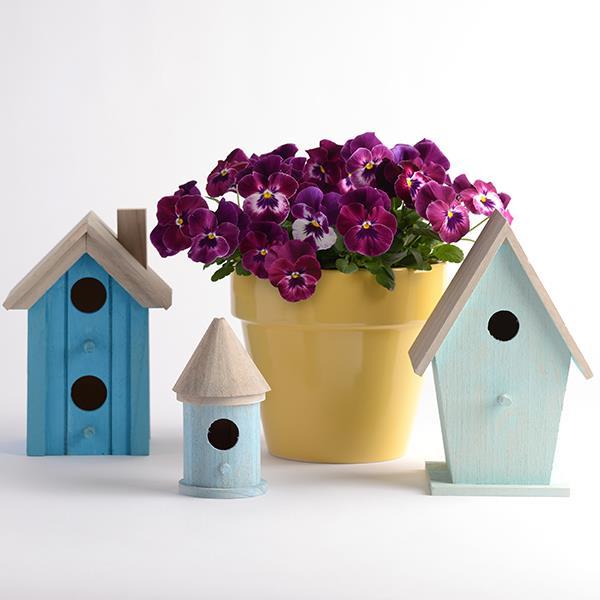 Cool Wave® Raspberry Project