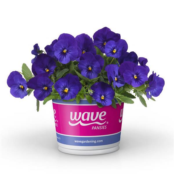 Cool Wave® Blue Pot