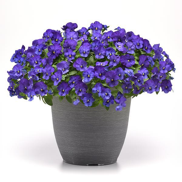 Cool Wave® Blue Container 1