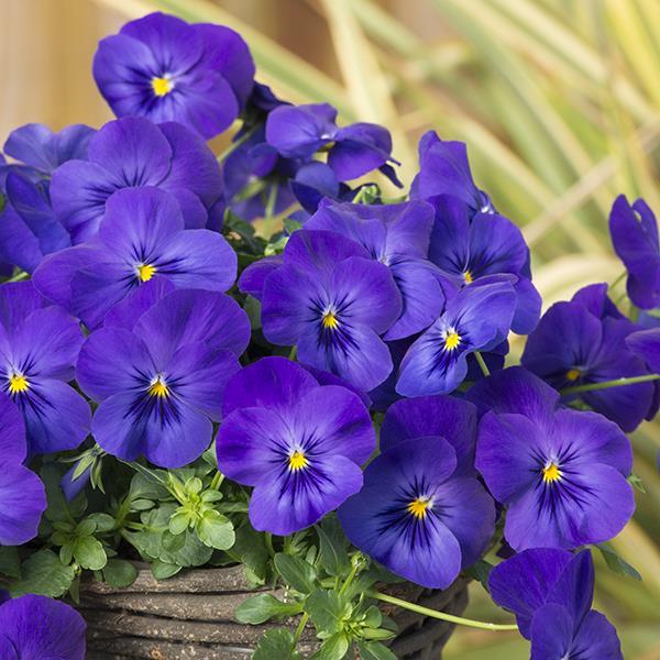 Cool Wave® Blue Container 2