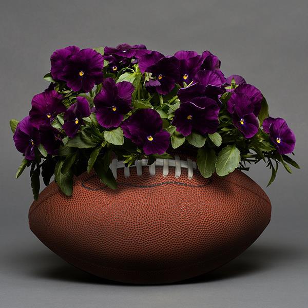 Cool Wave® Purple Project