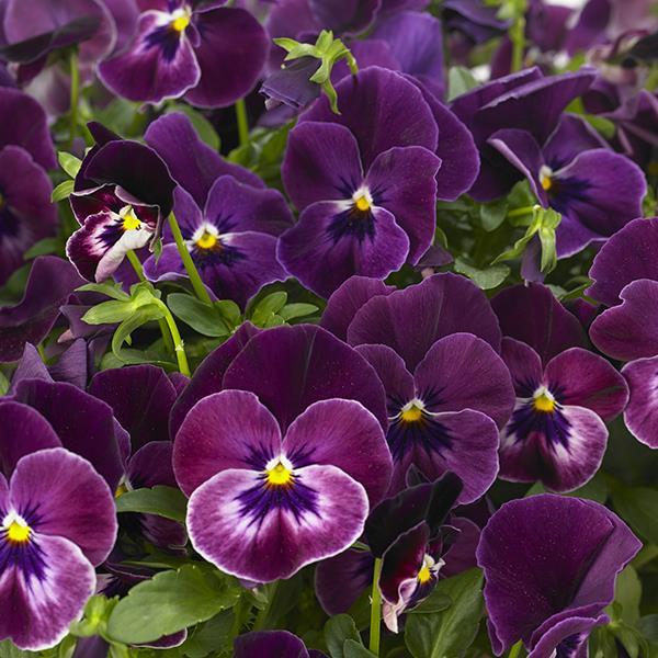 Cool Wave® Raspberry Landscape