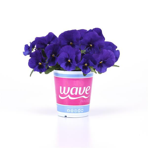Top Wave™ Blue Blotch Pot