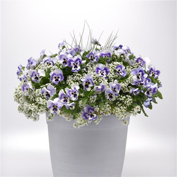 Top Wave™ Marina Project