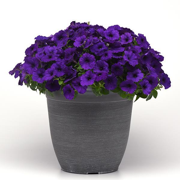 New Wave® Blue Container 2