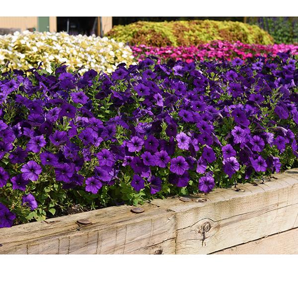 New Wave® Blue Landscape