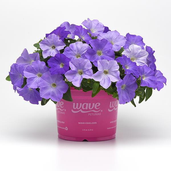 New Wave® Sky Blue Pot