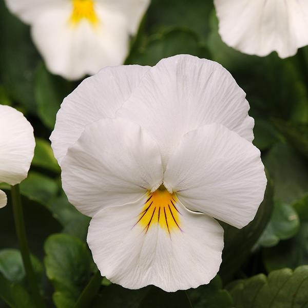 Cool Wave® White Bloom