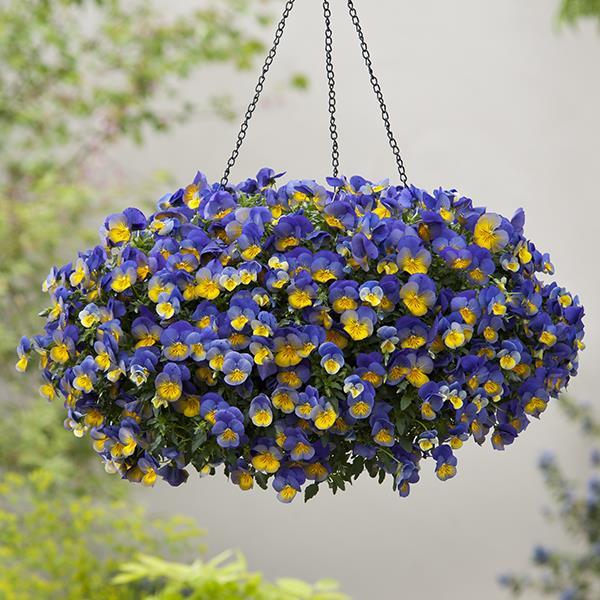 Cool Wave® Morpho Container 1