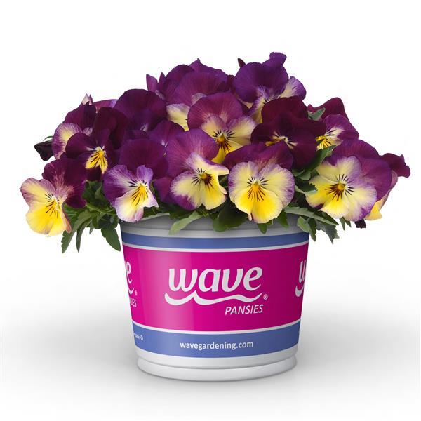 Cool Wave® Raspberry Swirl Pot