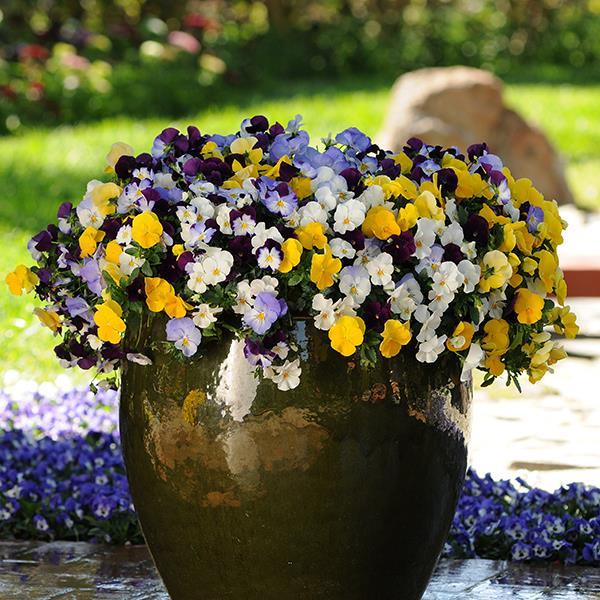 Cool Wave® Mixture Container 1