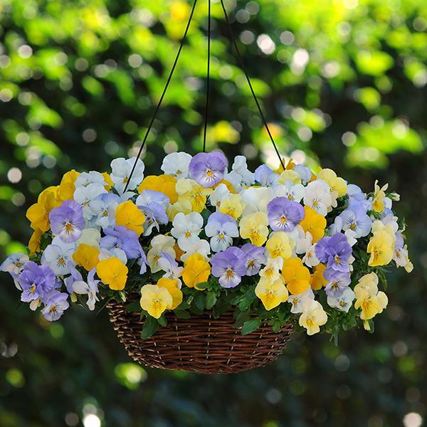 Cool Wave® Pastel Mixture Container 1