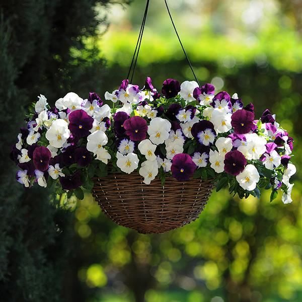 Cool Wave® Berries 'N Cream Mixture Container 1