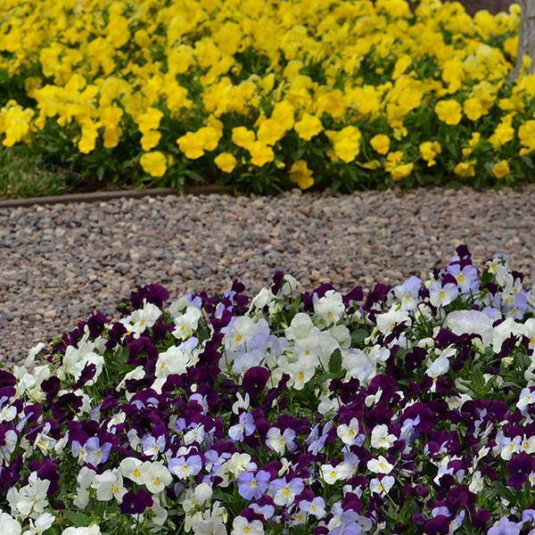 Cool Wave® Berries 'N Cream Mixture Landscape