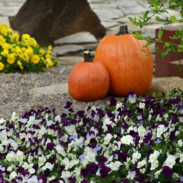 Cool Wave® Berries 'N Cream Mixture Project