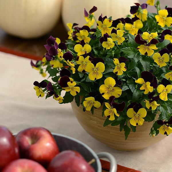 Cool Wave® Sunshine 'N Wine Container 1