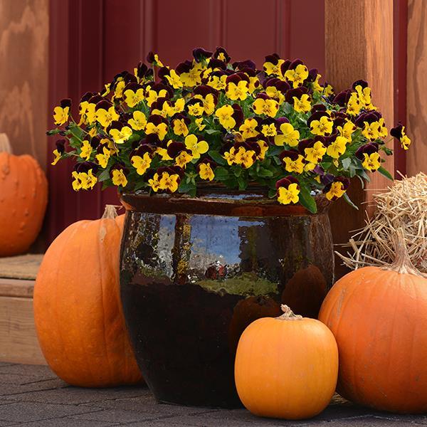 Cool Wave® Sunshine 'N Wine Container 2