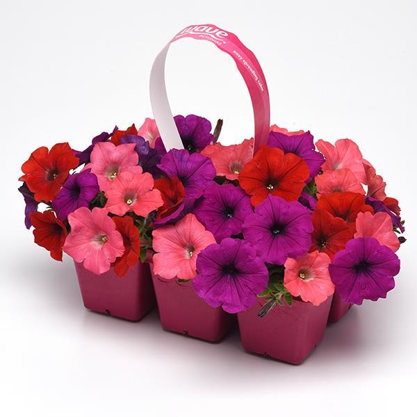 Easy Wave® South Beach Mixture Pot