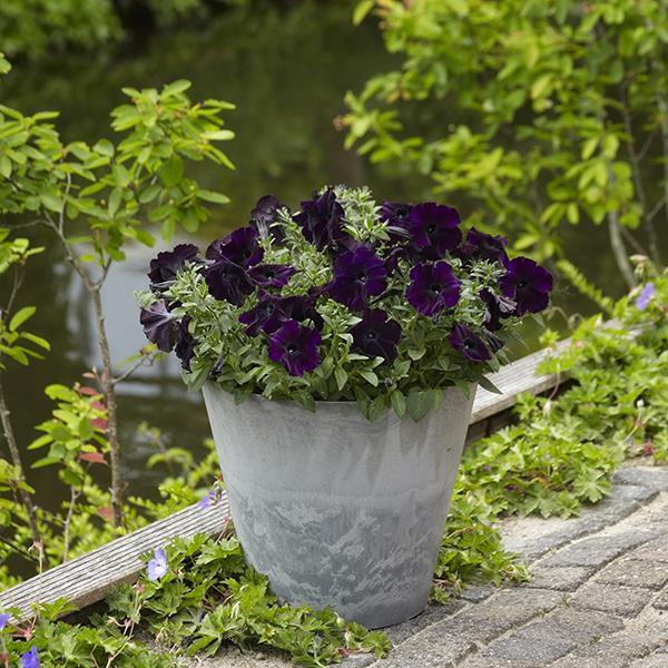 Easy Wave® Navy Velour Container 2