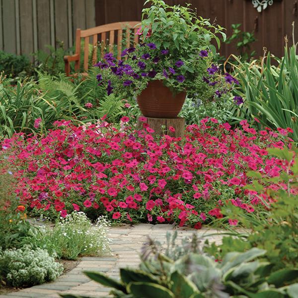 Tidal Wave® Cherry Landscape