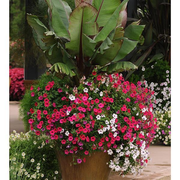 Tidal Wave® Cherry Project