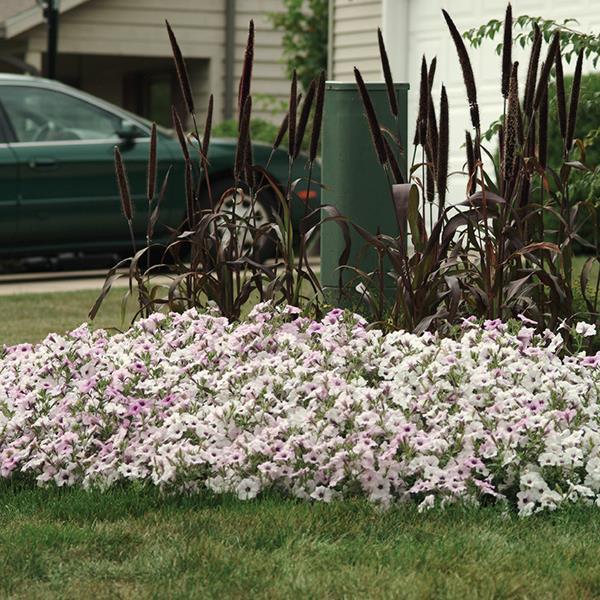 Tidal Wave® Silver Landscape