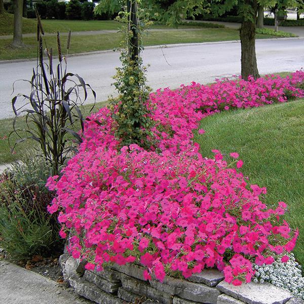 Tidal Wave® Hot Pink Project