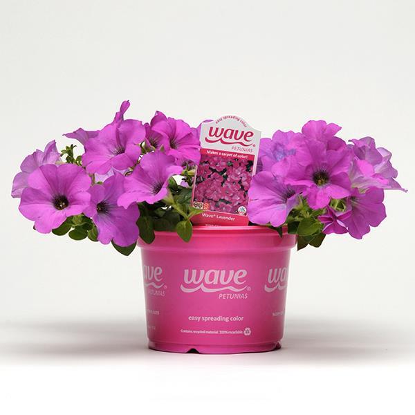 Wave® Lavender Pot
