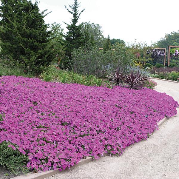 Wave® Lavender Landscape