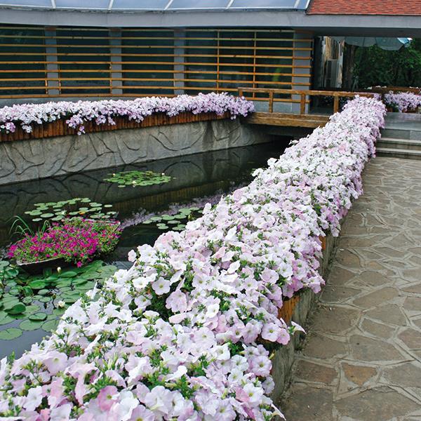 Wave® Misty Lilac Project