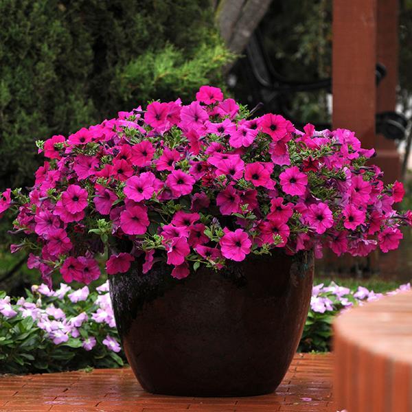 Wave® Purple Container 1