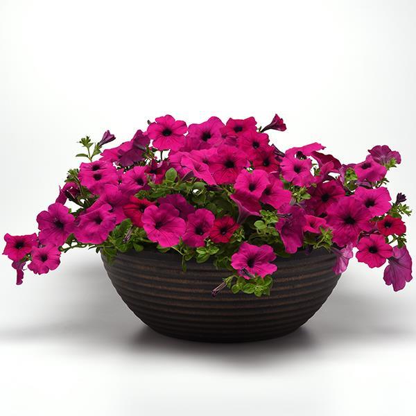 Wave® Purple Container 2