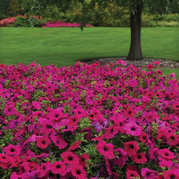 Wave® Purple Landscape