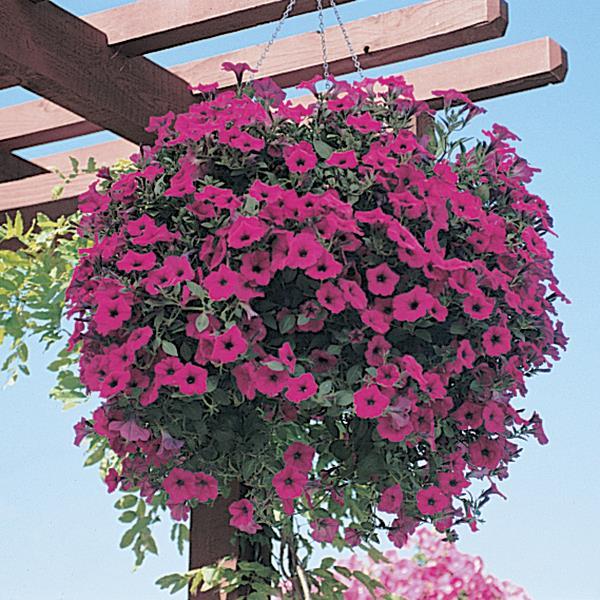 Wave® Purple Classic Container 2