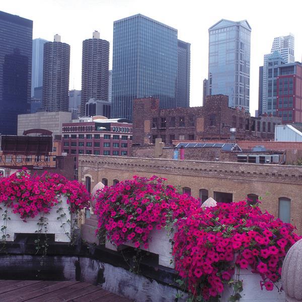 Wave® Purple Classic Project