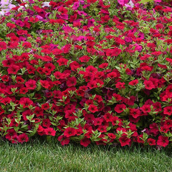 Wave® Carmine Velour Landscape