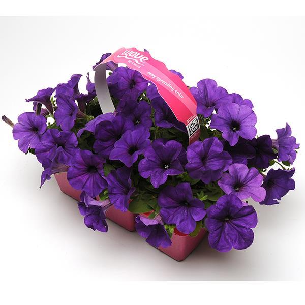 Easy Wave® Blue Pot