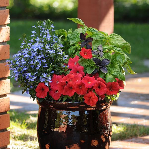 Easy Wave® Red Project