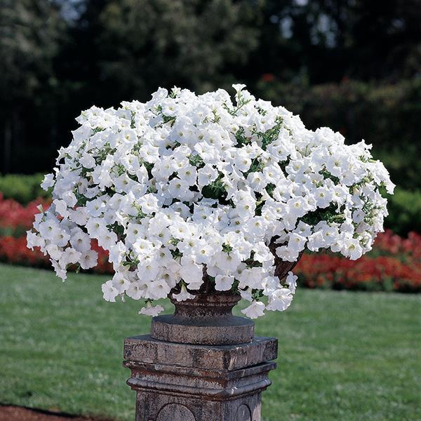 Easy Wave® White Container 1